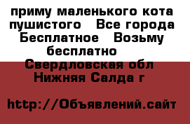 приму маленького кота пушистого - Все города Бесплатное » Возьму бесплатно   . Свердловская обл.,Нижняя Салда г.